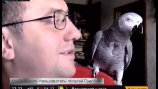 Как зарабатывают на популярных в интернете животных Как зарабатывают на популярных в интернете животных