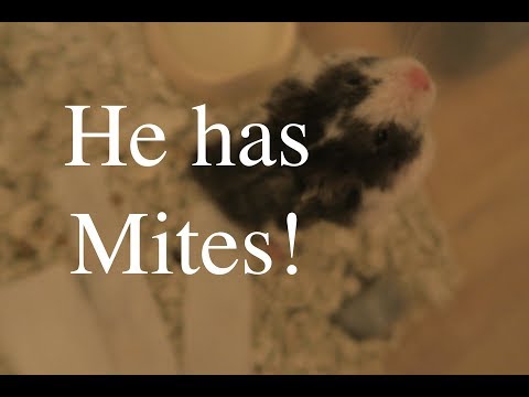 Video: Mite Infestation Sa Hamsters