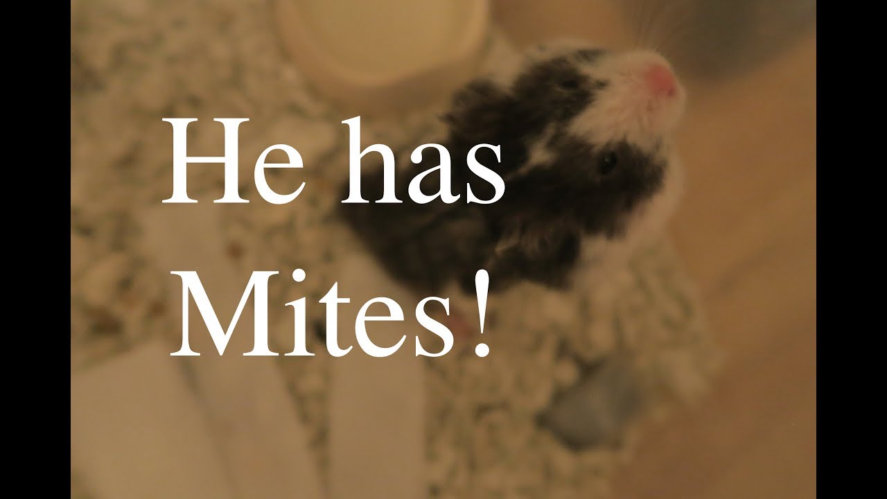 Remus Has Mites! Treating My Hamsters Mite Problem!