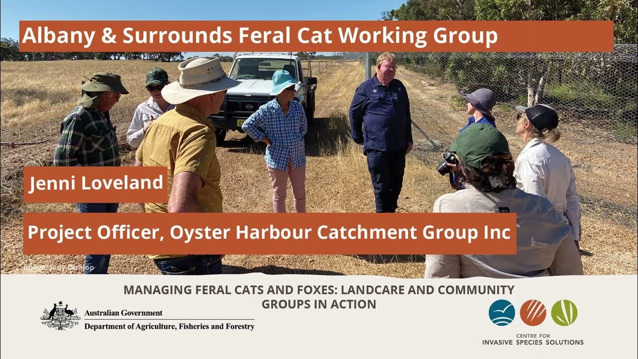 Feral cat management in the Albany region of Western Australia YouTube