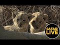 safariLIVE - Sunrise Safari - August 23, 2019