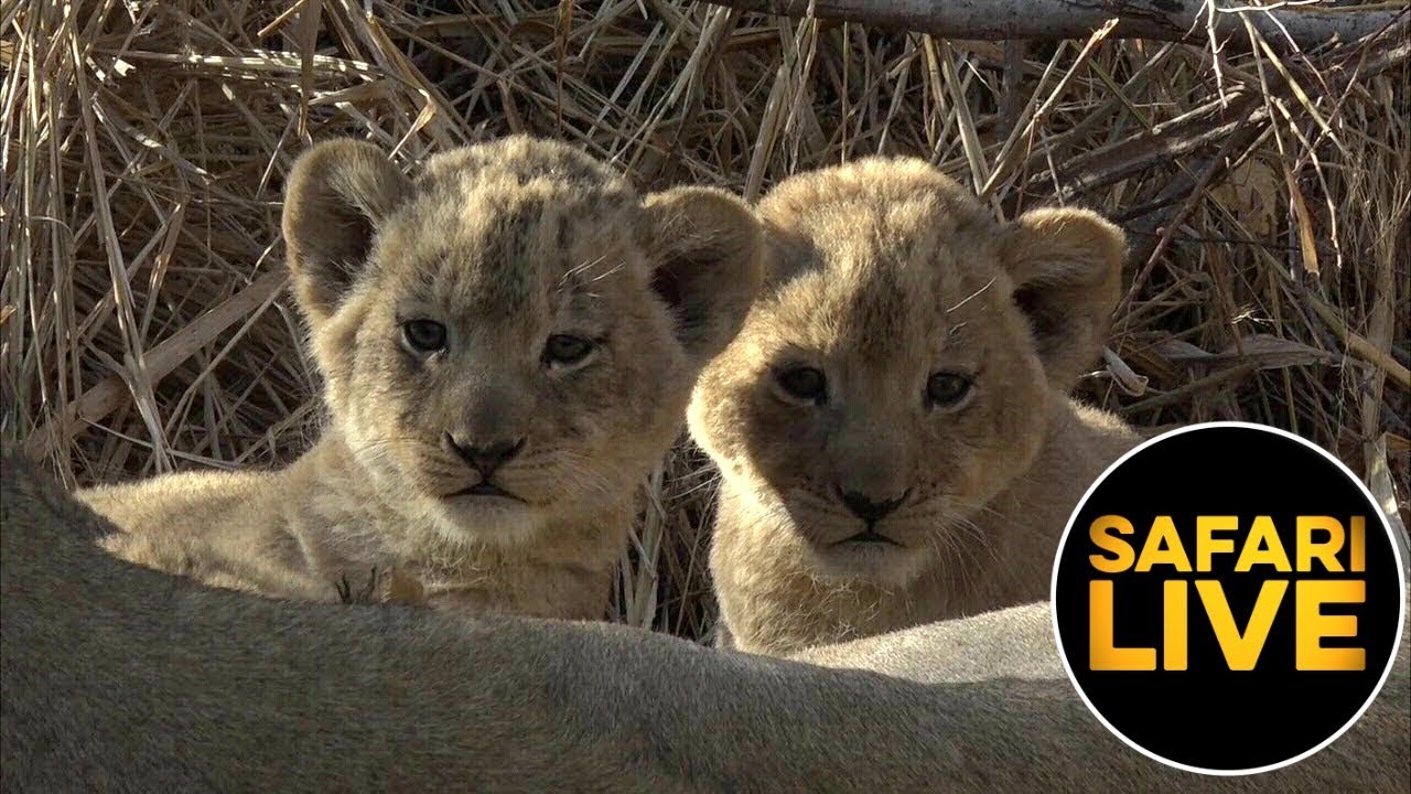 SafariLIVE   Sunrise Safari   August 23 2019