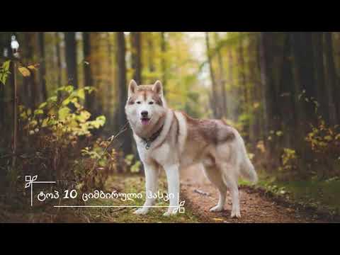 ტოპ 10 ყველაზე ძლიერი ძაღლი - მთელ მსოფლიოში