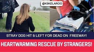 INJURED DOG TRAPPED IN MIDDLE OF FREEWAY! - Watch as  strangers try to help it. by Kelaroo’s Ruff Ranch 364 views 11 months ago 5 minutes, 29 seconds