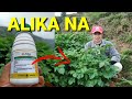 Insecticide for Sucking Chewing Pests | Syngenta Alika