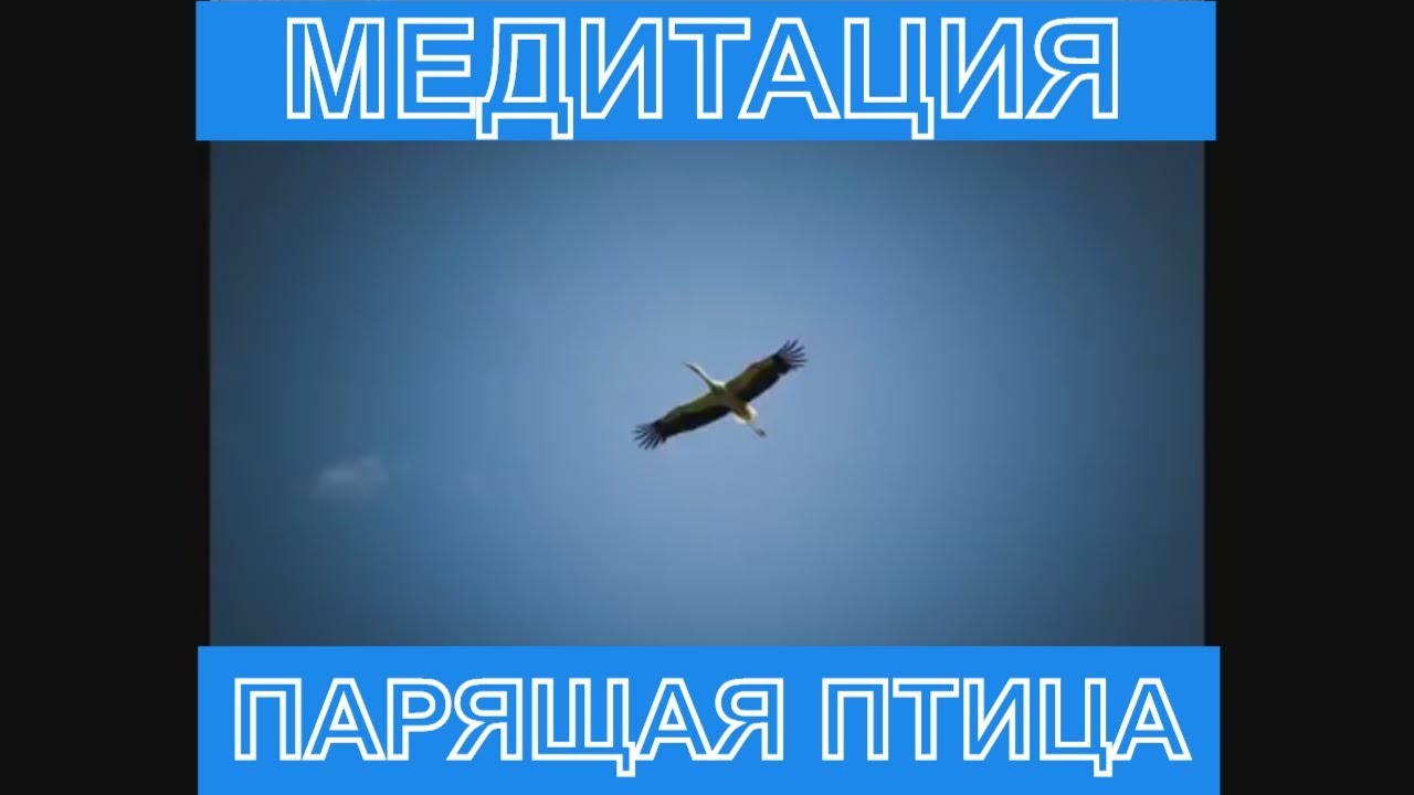 Звук птиц медитация