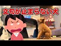 【反抗期突入⁉️】愛犬がおかしくなりました🫣⚡️