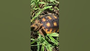 Baby Gopher tortoise, NORMETTE, really eating up a storm