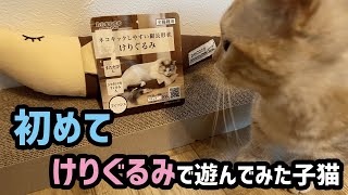 【ちゃぴ⑤】初めてけりぐるみで遊んでみた子猫