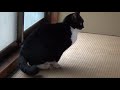 畳にウンチする猫Cat pooping on tatami