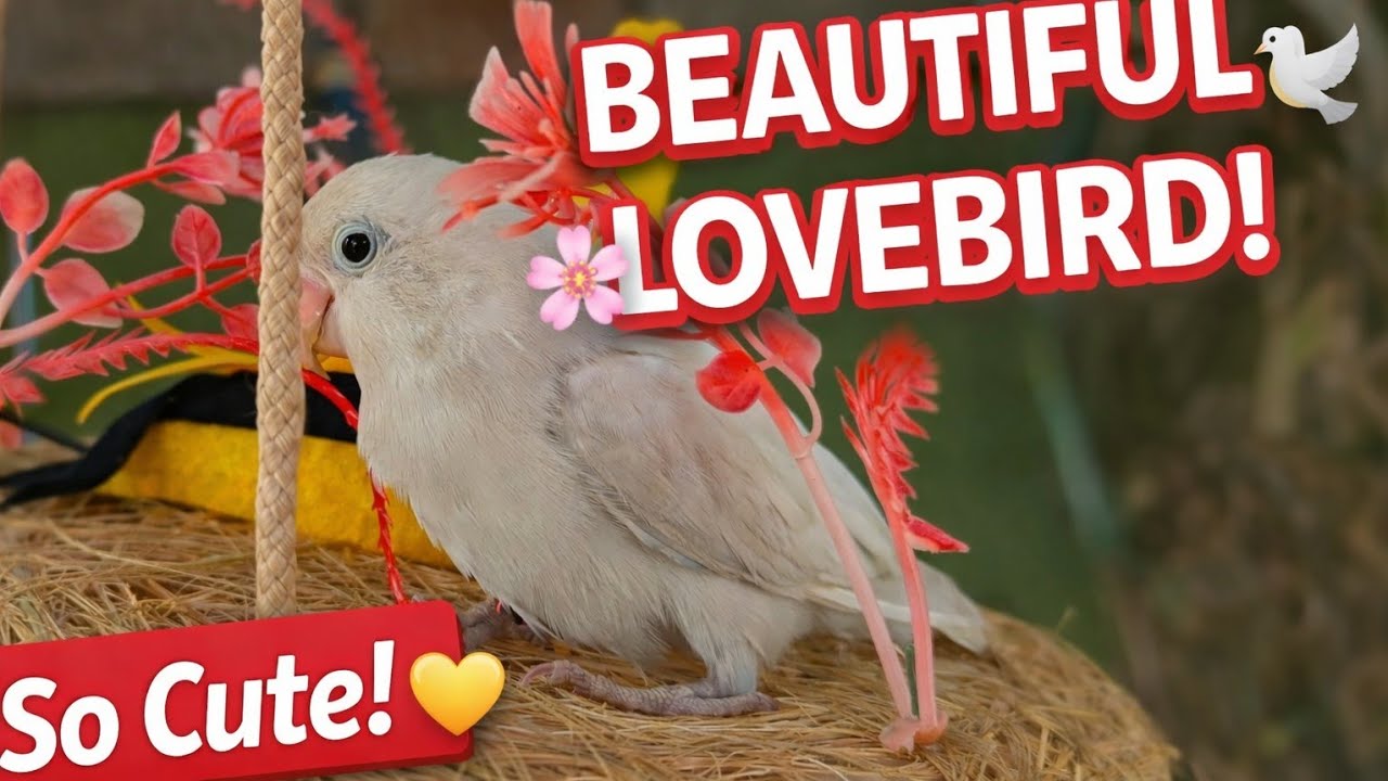 adorable parrot | cute birds pets aviary | best hand tamed birds | parakeet 