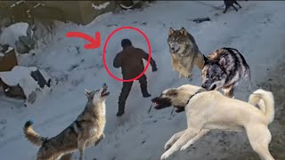 KURTLAR ADAMI YEDİ KÖPEKLERE VE İNEĞE SALDIRAN KURT SÜRÜSÜ Wölfe griffen Hunde und Menschen an