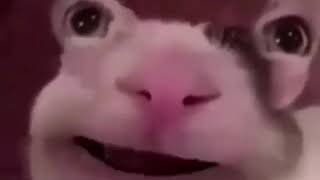 Polite Cat