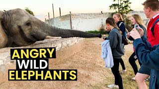 Angry Wild Elephants Caught On Camera | Top 15