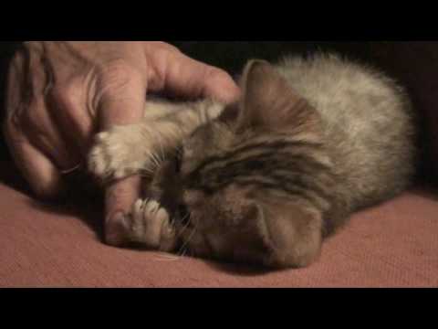 eLias 01 savannah kitten.wmv