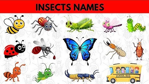 25 Bug Names You NEED To Know! | Insects Names for Kids in English | Names of insects | #insects