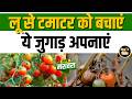 Gardening Tips: चिलचिलाती गर्मी में भी नहीं झुलसेगा टमाटर का पौधा, अपनाएं ये आसान टिप्स #tomatocare