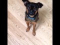 The most dramatic death of a Brussels Griffon "Bang Bang!"