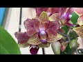 Шоу Орхидей в Бауцентре 11 января 2020 г. Две витрины орхидей!!!))