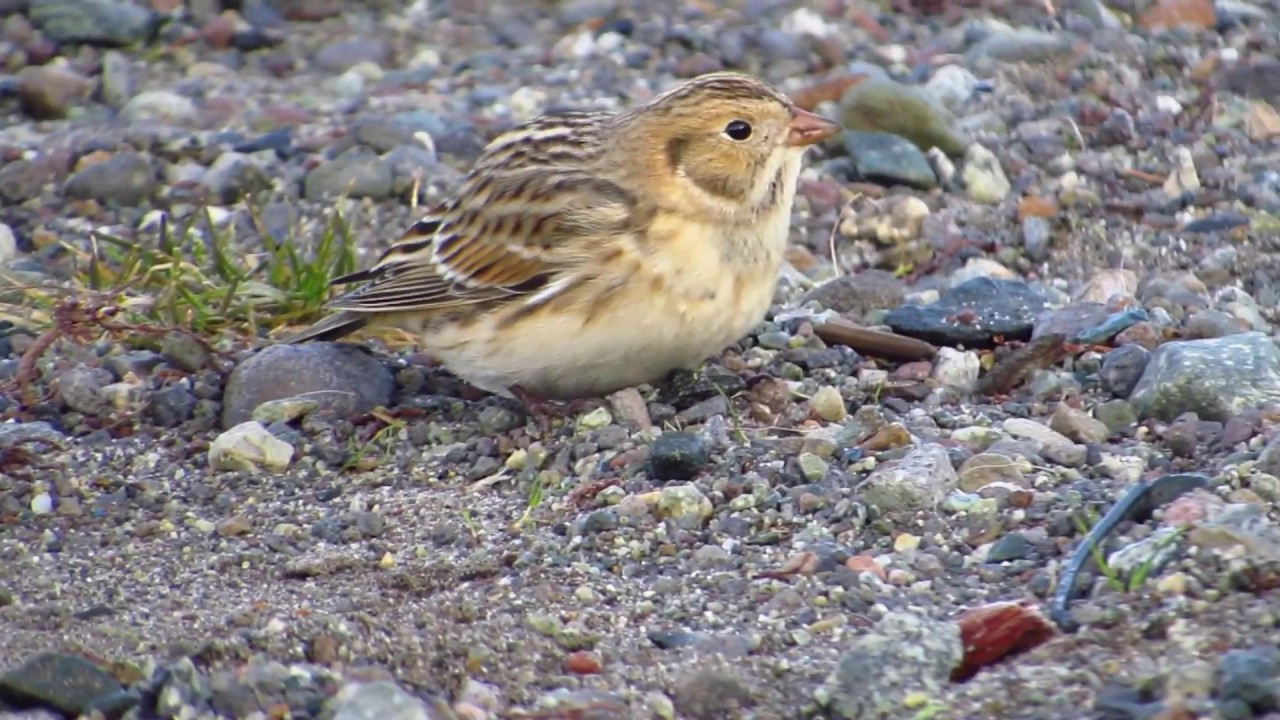 Lapland Longspurs