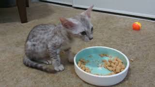 Egyptian Mau Kittens Try Furry Wonder Freeze Dried Raw Cat Food