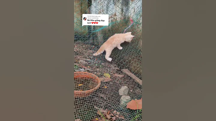 Video 10801381: bengal cat pet