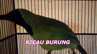 KOmpilasi Kicauan CUcak IJo Sang LEGENdaris, PIKAT  KAceR MUDA dan BAKALAN#cucakijo #kicaumania