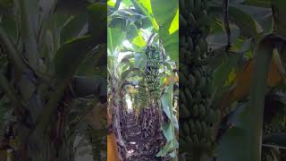 Sahyadri Farmers G 9 June 2023 Plantion Date 9904412400 Raniya Dist Savli Vadadora Gujrat