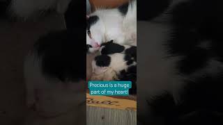 Precious Babies #cat #kitten #newbornkitten #catshorts #catlovers