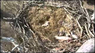 Baby Eagles - Alone Time - Poop Shoot - 1151 am - NCTC Eagles - Mar 26 2015