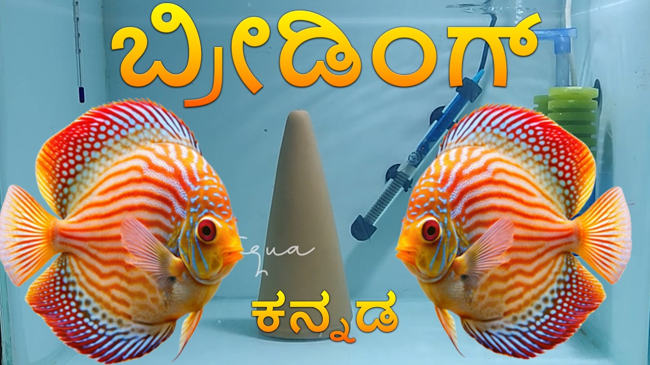 Discus Breeding Tank Setup | 18x18x18 Tank, Sponge Filter & Ideal Water Conditions