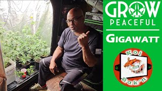 Growpeaceful Autoflower | Ep 7 | Gigawatt