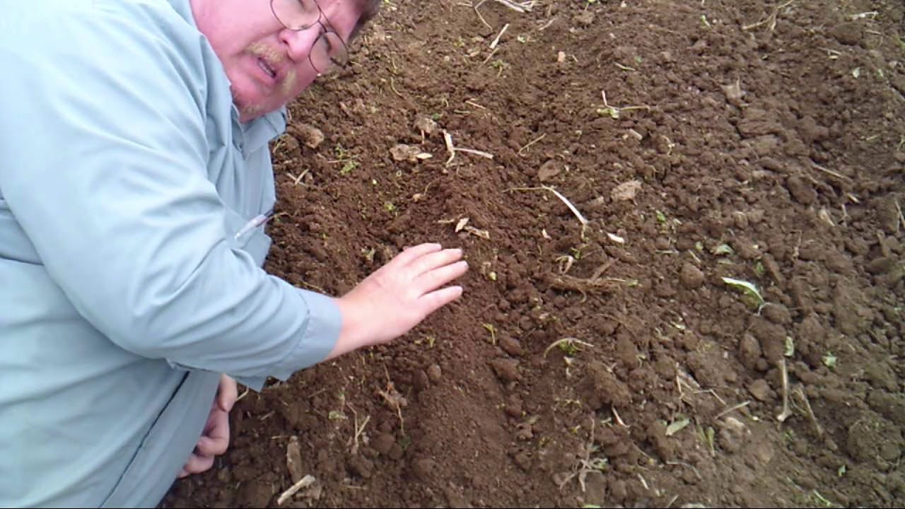 Planting Asparagus Crowns YouTube