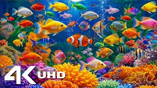 Breathtaking 8K HDR Aquarium 🪸 Colorful Coral Gardens & Exotic Reef Fish