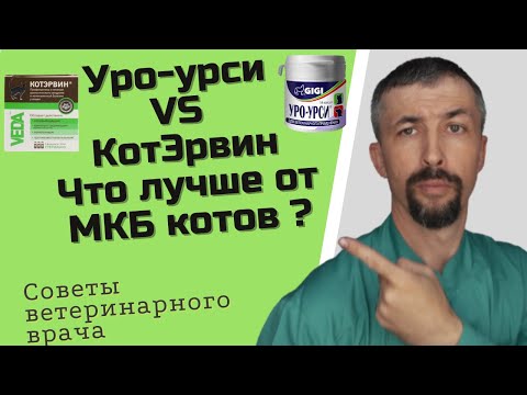 Лечение и профилактика мочекаменной болезни котов