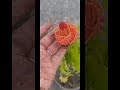 Lantern HIBISCUS 🌺 BLOOM #garden #gardenflowers #ytshorts #youtubeshorts #yt #youtube