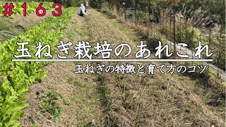 [Natural Farming] Characteristics of Onions and Tips for Growing Them