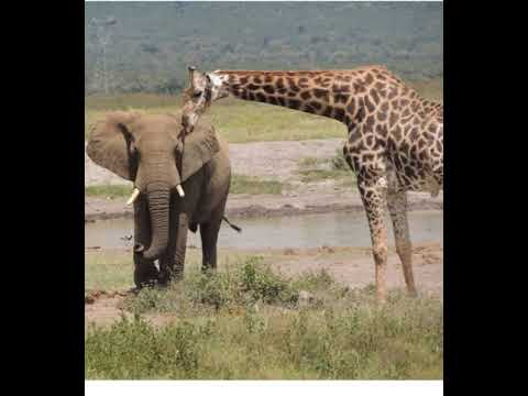 Giraffe And Elephant