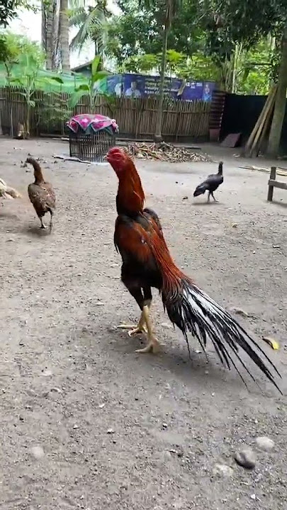 Bangkok Ekor Lidi #youtubeshorts #subscribe #chicken