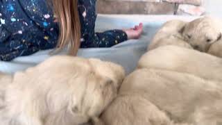 The sweetest Goldendoodle puppy video of the day. “Watch us rest in peace!” by Abbey Acres 135 views 1 year ago 3 minutes, 7 seconds