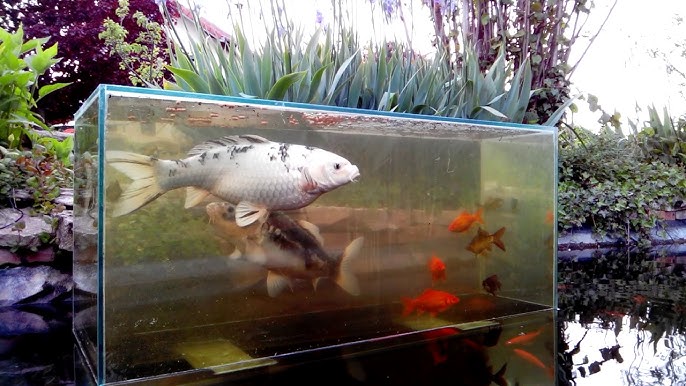 Comment faire une tour à poissons avec un aquarium inversé