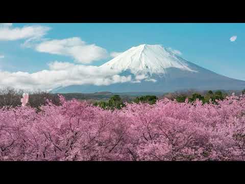 [BGM]Sakura Echoes: The Soul of Japan in Music - The Soul of Japan Echoed in Sakura Melodies