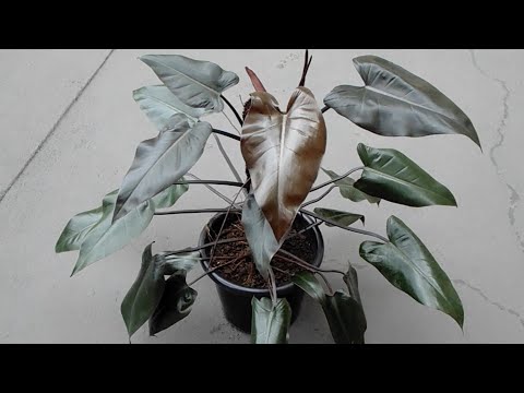 Video: Tuis Sorg Vir Binnenshuise Plante (21 Foto's): Hoe Om 'n Vetplant En Nog 'n Blom In 'n Pot Te Plant? Groeiende Tegnologie