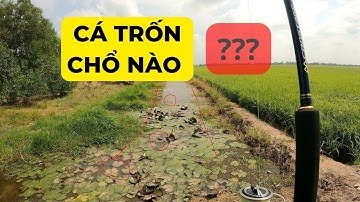 CÂU CÁ LÓC DỄ HAY KHÓ ? CHIA SẺ KINH NGHIỆM CHO ANH EM MỚI  #5râuđivàcâu #recaloc #caucaloc #fishing