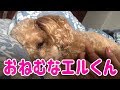 寝るのが大好きなエルくんのおねむ動画♪うとうとしてる顔がとってもかわいい!