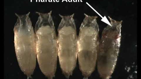 Live Imaging of Developing and Adult Drosophila Brains and Retinae: A Guide to Preparation