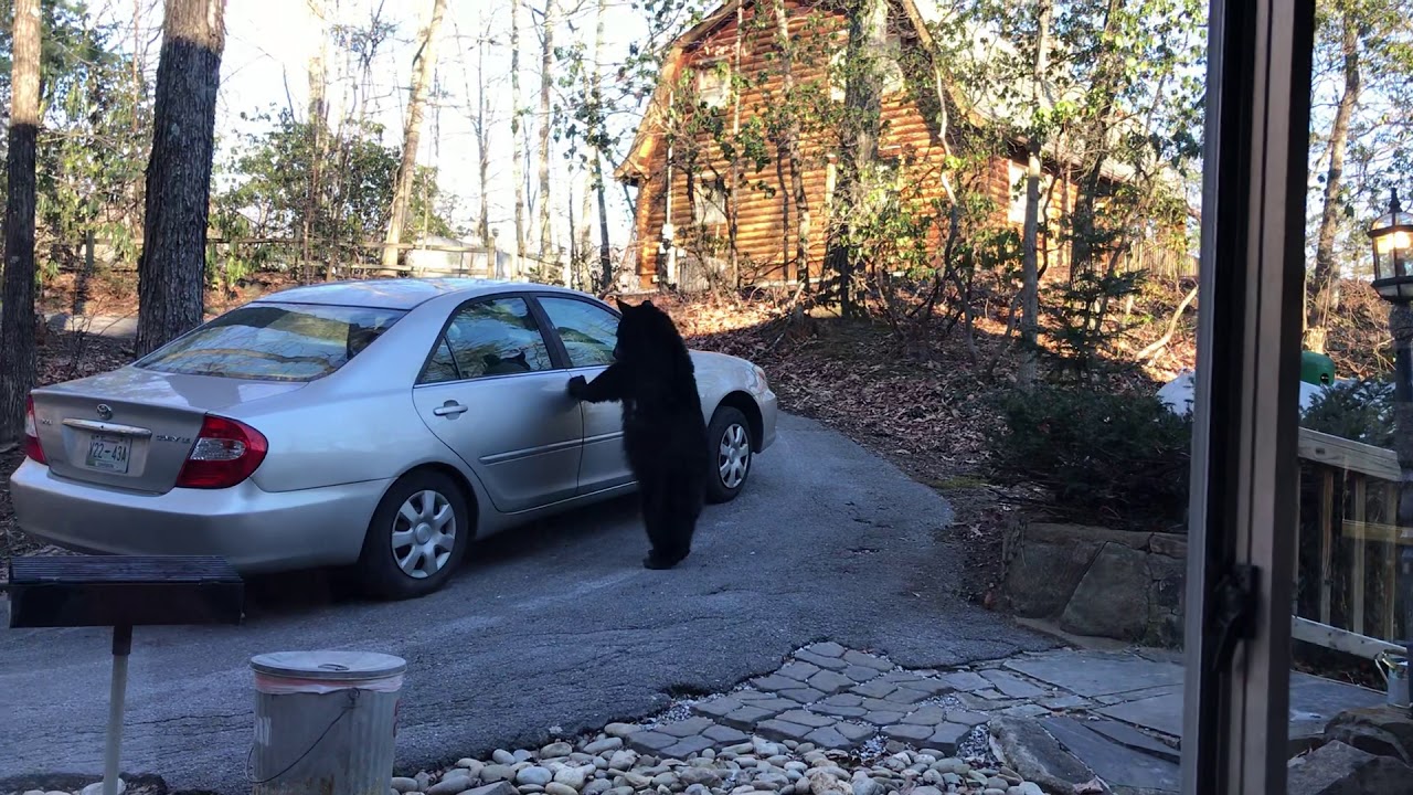 Bears in Gatlinburg January 2018 YouTube