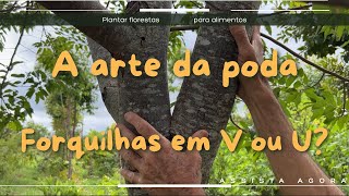Forests4Farming. A arte da poda, forquilhas: em V ou U?