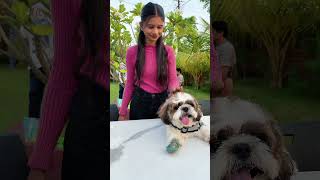 Furr stop pet boarding 🐶 #viral #shorts #minivlog #youtube #treanding