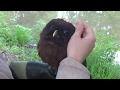 Khuron. The melanistic grey tawny owl / Хурон. Серая неясыть-меланист